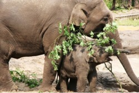 Zoo’s moeten meer inzetten op betekenisvolle belevingen