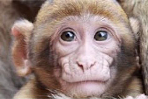 Zelf dieren verzorgen in Apenheul