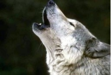 Naturalis meldt 98% zekerheid doodgereden dier is wolf