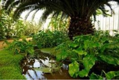 Extra tropische planten in kas Kasteeltuin Arcen