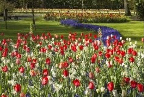 Radiostation 100% NL krijgt tulp in Keukenhof