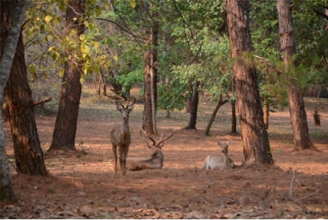 Drenthe wil meer toeristen trekken met groot wild