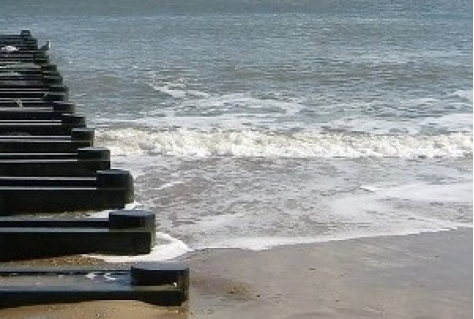 Nederlander onbevreesde strandbezoeker