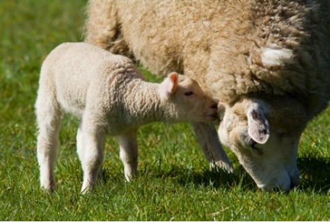 Minder toeristen met Pasen in Nederland