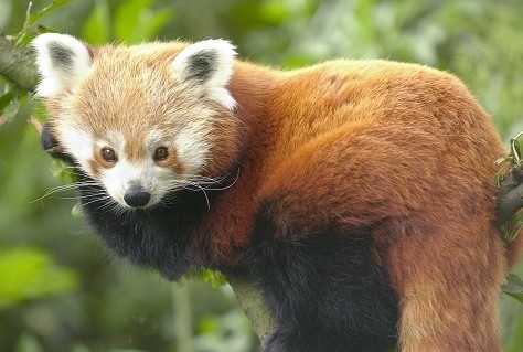 Blijdorp biedt kleine panda's beter verblijf