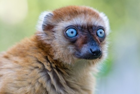Matoke en Apenheul organiseren reizen naar maki
