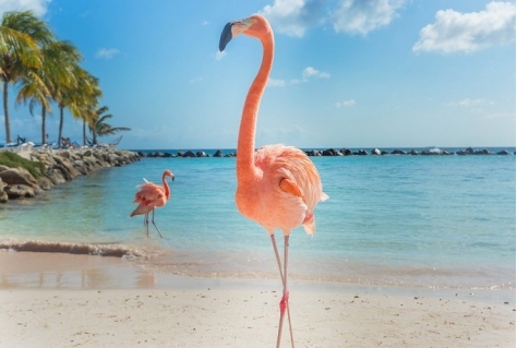 Corendon start reizen naar Bonaire en Aruba
