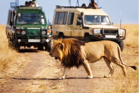 Wildlife toerisme moet bedreigde dieren reddden