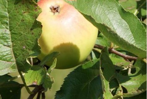 Proefdag Eetbaar Landschap
