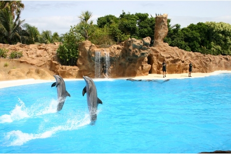 Expedia Group stopt met dolfijnenvermaak na actie World Animal Protection 