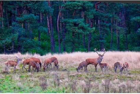 Recreatiezoneringsplan Veluwe vastgesteld