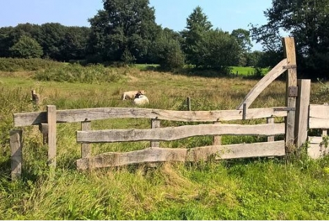 Aanpak droogte bij natuurbeheer
