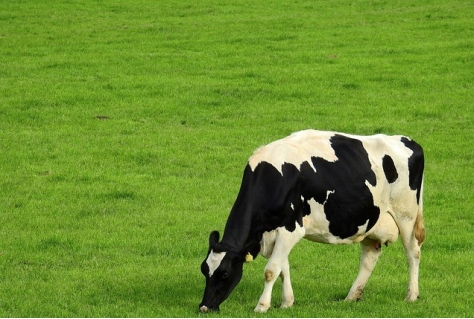 Remkes haalt angel uit stikstofcrisis maar natuurorganisaties volgen meting stikstof argwanend