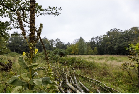 Utrechts Landschap nieuwe eigenaar van Harlanterrein bij Zeist