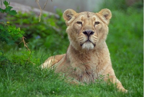 Blijdorp in NPO-serie dierentuin
