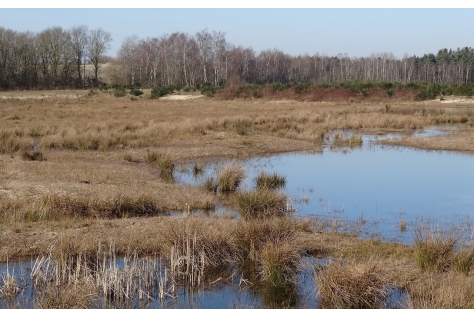 Europa investeert in het spreiden van recreatiedruk in Brabantse natuurgebieden