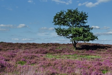 04/07/23 t/m 04-07-23: Inspiratiesessie Natuurinclusiviteit in het vrijetijdsdomein