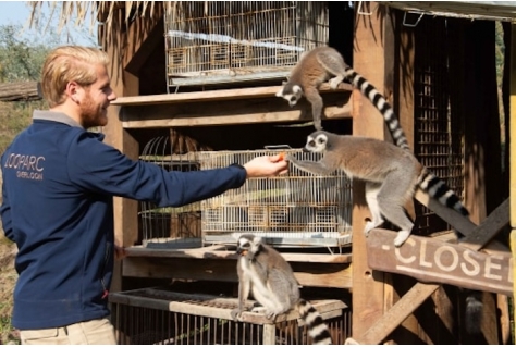 ZooParc in Overloon biedt bezoekers bijzondere kans: word een dag dierenverzorger