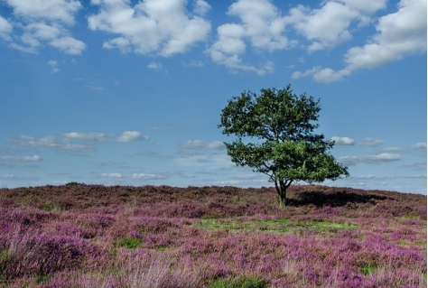 Grote zorgen bij natuur en cultuur over coalitieakkoord