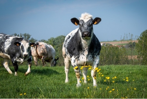 Actueel: Streekproducten en agrotoerisme voor een vitaal landelijk gebied
