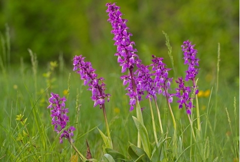 Recreant kan genieten van natuurschakel Voorveldse Polder