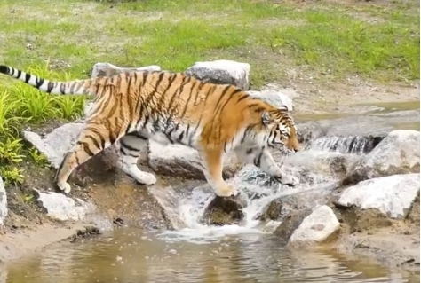 Dierenrijk klaar voor de toekomst met nieuwe naam: Eindhoven Zoo
