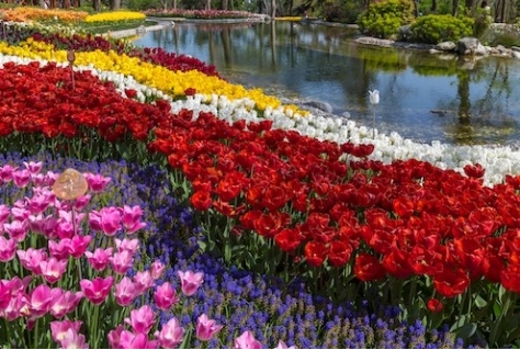 Keukenhof populair op Instagram