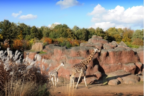 Burgers' Zoo neemt GaiaZOO over 