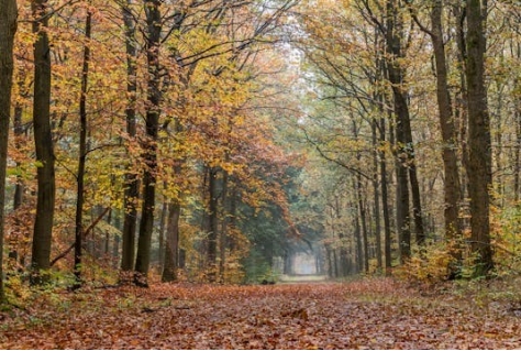 Naar balans in wonen, recreatie en natuur in Kromme Rijn Linie landschap