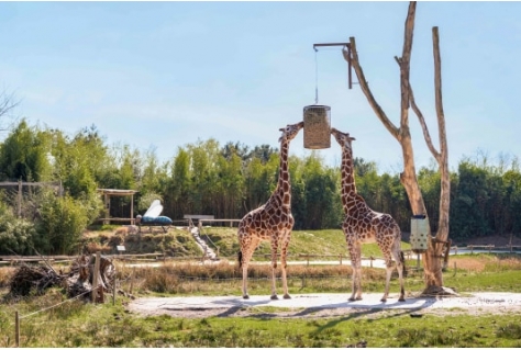 ZooParc Overloon zet 25-jarig jubileum in het teken van natuurbescherming