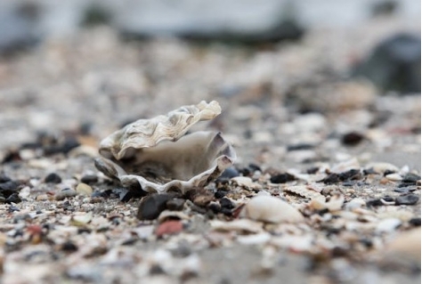 Eigenaar en exploitant gezocht voor uitkijktoren in Hedwigepolder