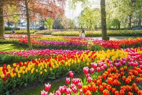 Hoge waardering voor Keukenhof 2026