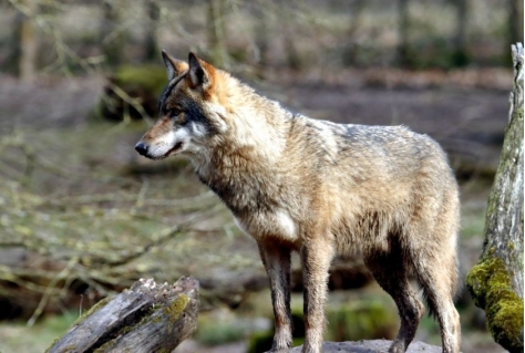 Utrecht beter ingericht op probleemwolven