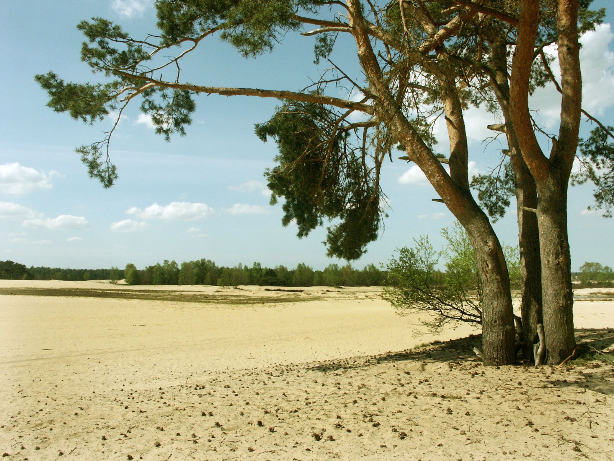 De Loonse en Drunense Duinen: ruimte voor recreatie en rust.