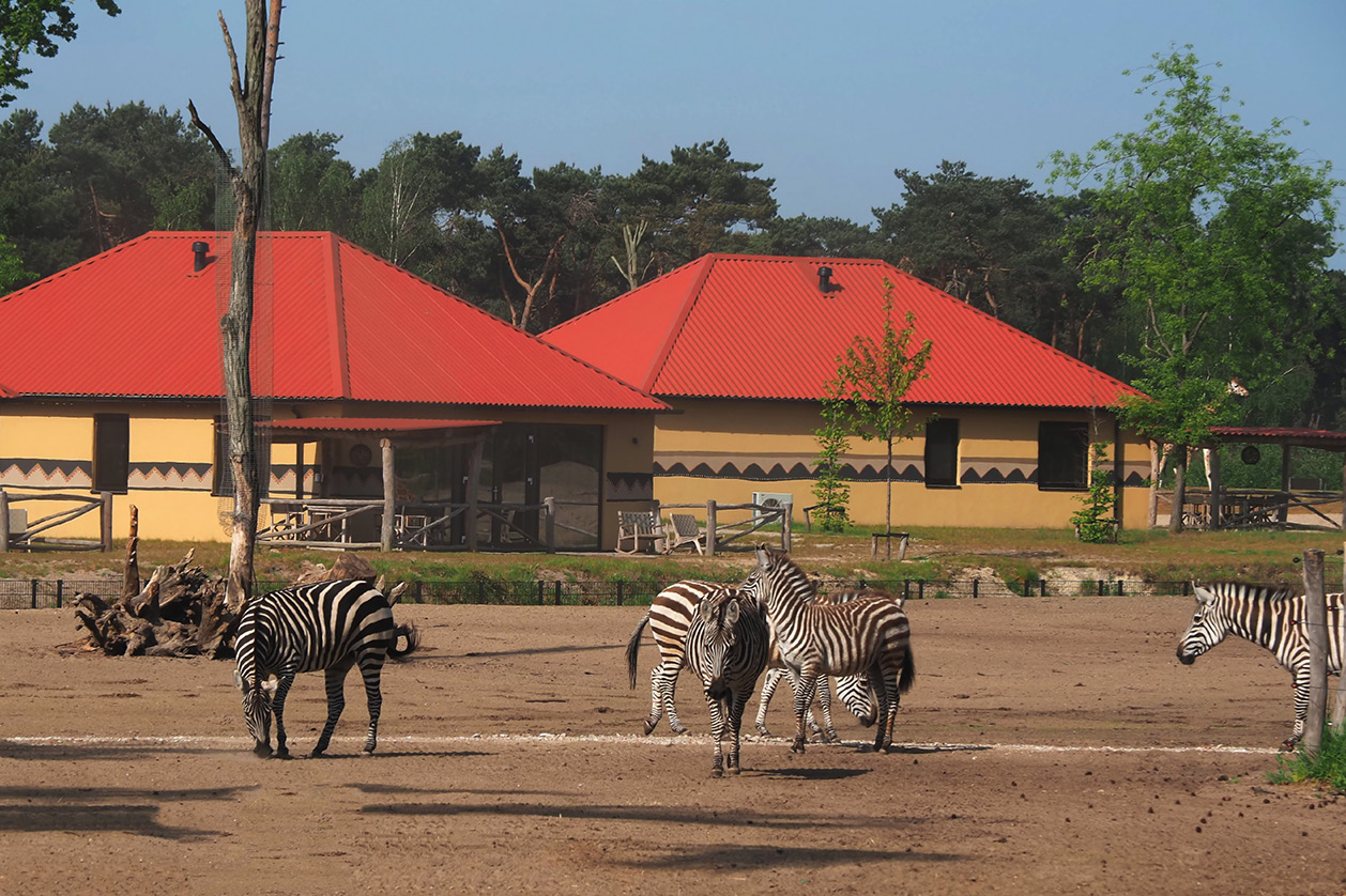 Safaripark Beekse Bergen: in 2021 een bezettingsgraad van maar liefst 86 procent.
